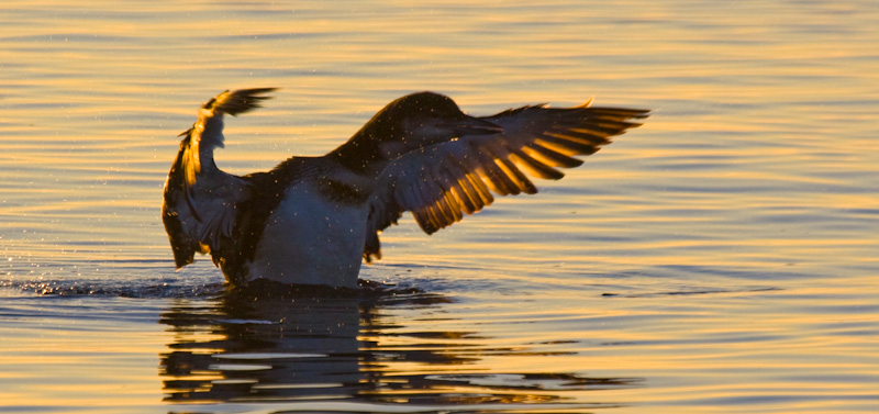 Common Loon